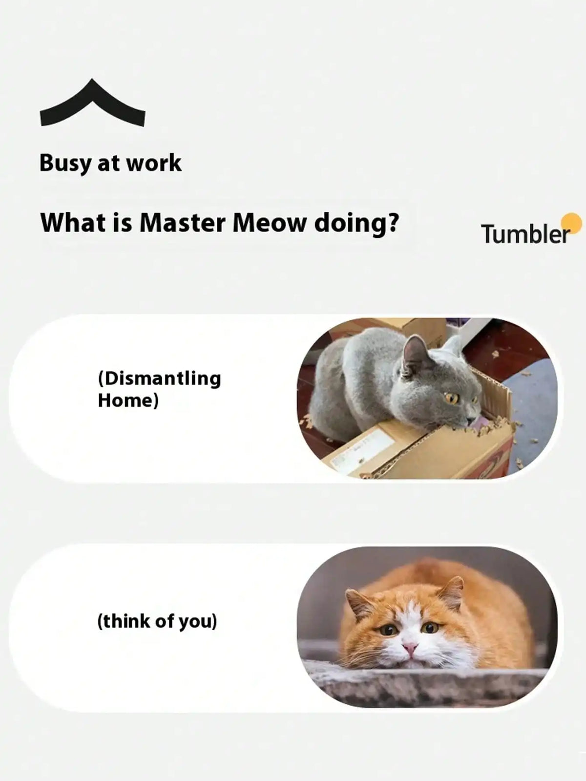 Electric Cat Ball Toy With USB Charging And Chase Motion