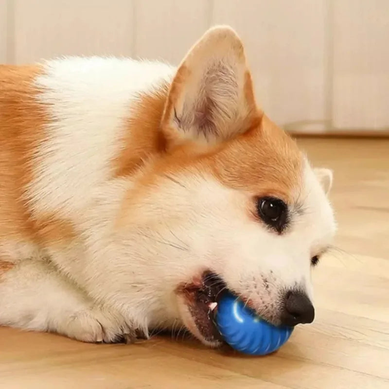 Automatic Moving Bouncing Ball Interactive USB Dog Toy For Puppies