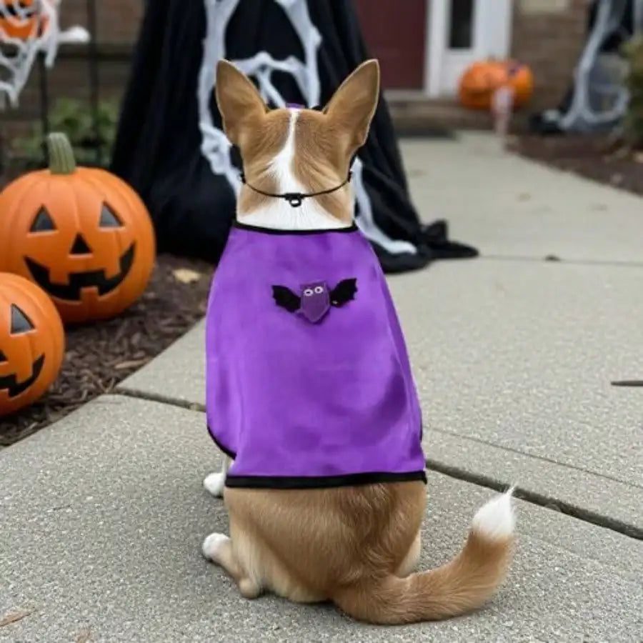 Vampire Halloween Cape And Bat Mask For Dogs And Cats